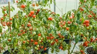 7 plantas para horta caseira: do básico ao gourmet