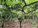 MPF apura suspeita de contaminação em mudas de cacau na Bahia