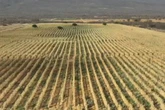Polícia descobre plantação de maconha de quatro hectares na Bahia; uma tonelada foi incinerada