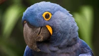 Ave rara brasileira, extinta há mais de 25 anos, nasce em zoologico após sumir da natureza
