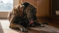 Seu cão não lambe as patas por tédio: entenda o que o gesto realmente significa