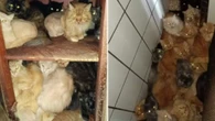 FOTOS: Mais de 400 gatos são encontrados dentro de apartamento em Santa Catarina