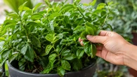 A planta que cresce fácil em vaso e entrega proteína, ferro e cálcio em folhas fáceis de colher