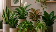 As plantas que não precisam de muito sol para deixar sua casa mais viva e preferem sombra e pouca água