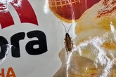 Barata é flagrada por cliente andando sobre lasanhas em freezer de supermercado