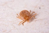 Truque simples e natural mantém carrapatos bem longe; aprenda