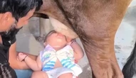 Vídeo de pai fazendo bebê mamar direto na teta da vaca causa revolta e alerta sobre riscos à saúde