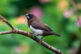 Aves surpreendem cientistas ao apresentar troca de sexo; entenda