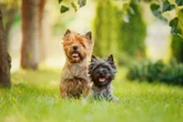 Pequeno, animado e fofo: conheça a raça de cachorro Cairn Terrier