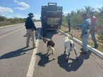 PRF resgata 59 animais na Bahia; operação passou por trecho onde policial morreu atropelado