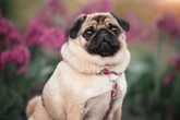 Saiba quais os cuidados necessários com cachorros braquicefálicos