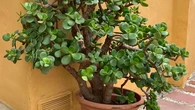 Veja dica simples para atrair dinheiro e boas energias para sua casa, segundo o Feng Shui