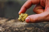 Cientistas descobrem fungo que transforma metais em ouro