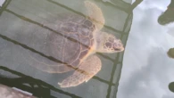 O estranho caso de Aurora, a tartaruga que está com medo do mar