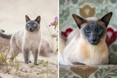 7 diferenças entre os gatos das raças thai e siamês 