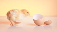 Quem veio primeiro, o ovo ou a galinha? A resposta da ciência vai te surpreender