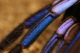 Nova espécie de aranha azul elétrica que vive em ambiente improvável é descoberta