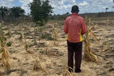 Pequenos agricultores denunciam perdas de até R$ 8 mil após uso de agrotóxicos em drones