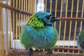 Mais de 70 aves silvestres resgatadas em Candeias vão passar por reabilitação