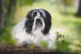 Conheça 4 características do cachorro da raça terrier tibetano