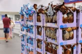Para todos os bolsos: preço dos ovos de chocolate variam de R$ 20 a R$ 400