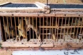 Homem é preso e multado em mais de R$ 2 milhões por transporte ilegal de 578 aves silvestres