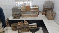 Mais de 200 aves silvestres são resgatadas de comércio ilegal na Bahia