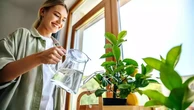 Mora em apartamento? Descubra as melhores frutas para cultivar em vasos