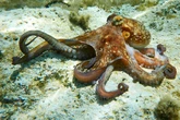 O segredo que faz milhares de polvos se amontoarem em uma fenda no fundo do mar