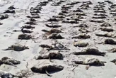 Mais de 650 pinguins-de-magalhães são encontrados mortos em praia na última semana