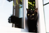 8 cuidados para o gato não sair de casa