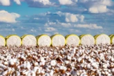Avanço da irrigação sustenta projeção de safra 10% maior na Bahia