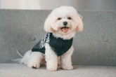 7 raças de cachorro com aparência de filhote