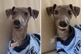 Cachorro viraliza ao atender pedido de tutora: 'Só falta falar'