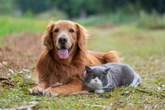 Entenda como é feita a transfusão de sangue em animais
