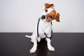 Dicas de ouro: saiba como prevenir que o seu animal fique doente