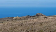 Como um rebanho de apenas 5 vacas conseguiu sobreviver sozinho em uma ilha isolada e chegar a quase 2 mil animais