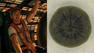 Fungos que consomem radiação em Chernobyl e utilizam melanina são os vírus de Devoradores de Estrelas da vida real