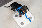 Cachorro ou gato gordinho? Veja causas e riscos da obesidade em animais de estimação