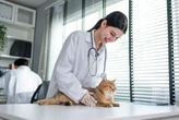 57% dos veterinários relatam pouca formação em nutrição de cães e gatos; iniciativa busca mudar cenário