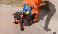 Bombeiros resgatam filhotes de gato presos em bueiro na Bahia