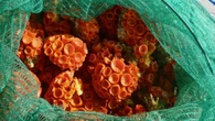 Bonitinho, mas ordinário: por que esse coral virou dor de cabeça séria no litoral?