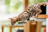 Pega essa dica: 10 nomes para gatos com muita energia