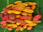 Cacau na Bahia: alta histórica de preços impulsiona investimentos e novos modelos de cultivo