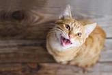 10 coisas que você precisa saber antes de decidir ter um gato