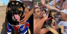 Apolo: o cachorro que driblou as regras e virou ídolo na Fonte Nova