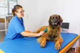 6 doenças crônicas comuns em cachorros e gatos 