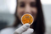 Salmão, caviar e lula feitos em laboratório: conheça a nova aposta da Embrapa
