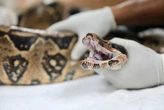 Conheça o lugar em que animais silvestres apreendidos são recuperados e devolvidos à natureza