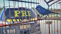 Como funciona o esquema bilionário que usa estrada baiana para tráfico de aves de canto